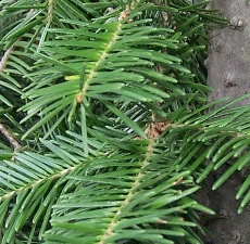 H2O Fir Balsam Essential Oil (Canada)