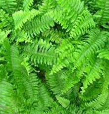 Fougere Fragrance Base