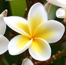 Frangipani Fragrant Oil