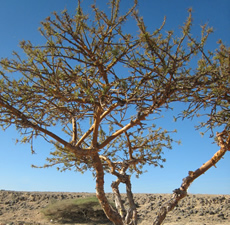 H2O Frankincense Essential Oil (India)