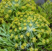 Galbanum Essential Oil (Turkey)