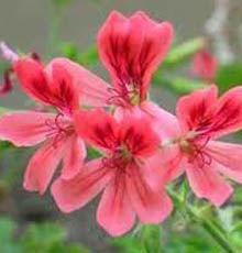 Peppermint Geranium Essential Oil (South Africa)