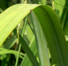 H2O Ginger grass Essential Oil (China)