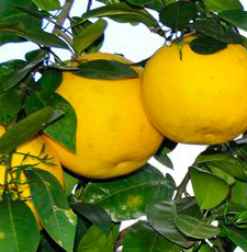 H2O Grapefruit Pink Essential Oil (USA)