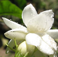 Linan Spray Jasmine