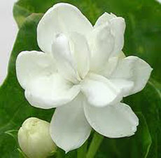 H2O Jasmine Sambac Essential Oil (India)