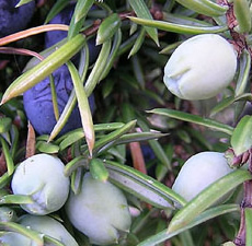 H2O Juniper Berry Oil (Slovenia)