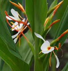 Hydechium Essential Oil (India)