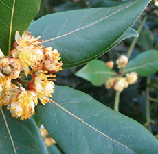 H2O Laurel Leaf Essential Oil (Spain)