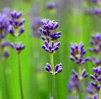Lavender Essential Oil 40/42