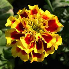Tagetes Essential Oil