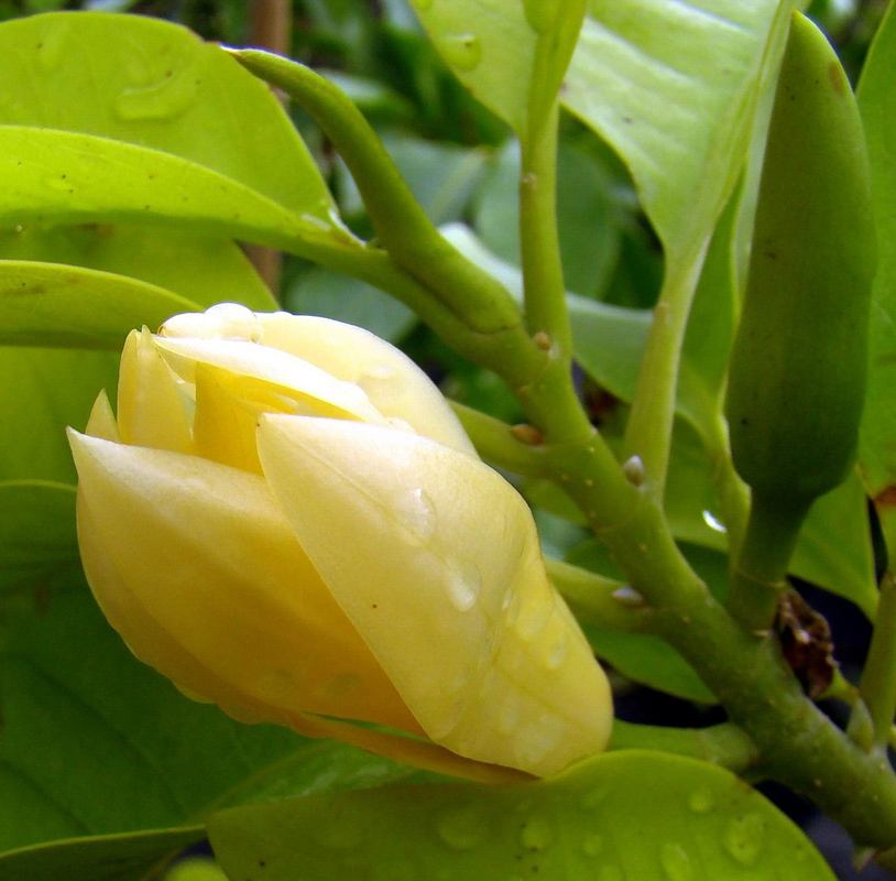 Champaca Red Absolute Oil 5%