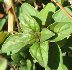 Marjoram Essential Oil (Spain)