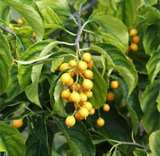 Malkangni Seed Oil (INDIA)