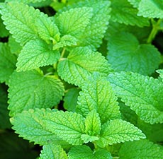 H2O Melissa Leaf Oil No. 3 (France)