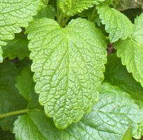 Lemon Balm Hydrosol (CANADA)
