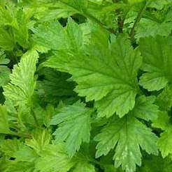 H2O Mugwort Essential Oil (Morocco)