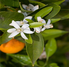 Neroli Essential Oil (Egypt)