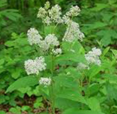 RED ROOT (JERSEY TEA)