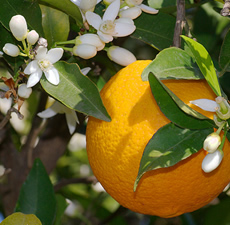 Orange Essential Oil