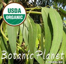 Eucalyptus Essential Oil Radiata ORGANIC