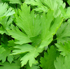 Parsley Essential Oil (INDIA)