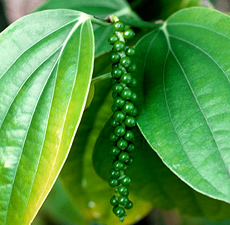 Black Pepper Essential Oil (India)