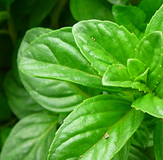 Peppermint Essential Oil (INDIA)