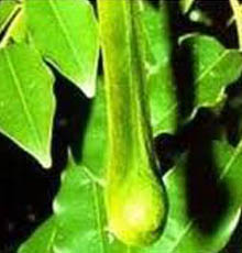 Peru Balsam Essential Oil