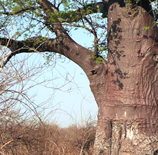 Rosewood Natural Essential Oil