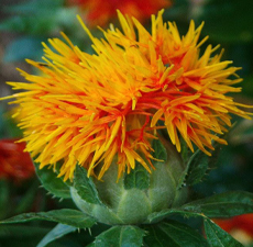 SAFFRON AMERICAN WHOLE