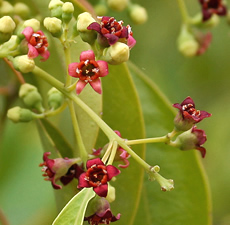 Sandalwood Mysore 5%