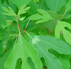 SASSAFRAS LEAVES CUT AND SIFTED