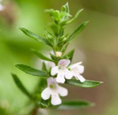 Savory Winter Essential Oil (France)