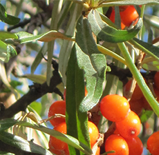 SEA BUCKTHORN HERB C/S