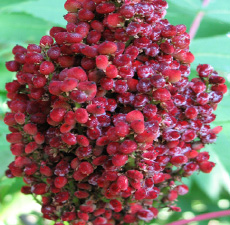 SUMAC BERRY WHOLE