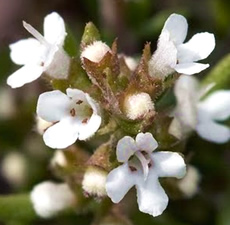 Thyme White Essential Oil
