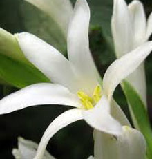 Tuberose Floral Water