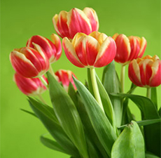 Tulip Absolute Oil