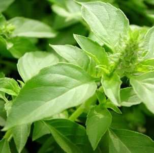 Tulsi Powder Hair Wash