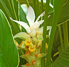 Turmeric Essential Oil