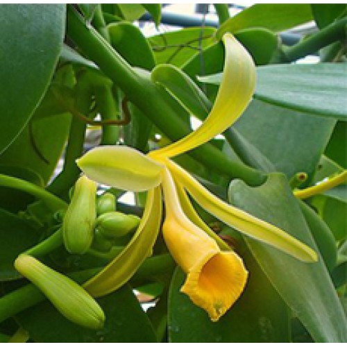 Vanilla Essential Oil 10 Fold