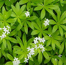 WOODRUFF HERB